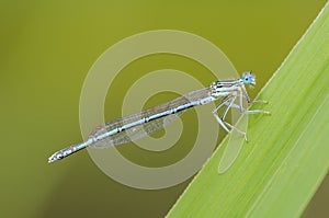 Beautiful cute dragonfly, White legged Damselfly