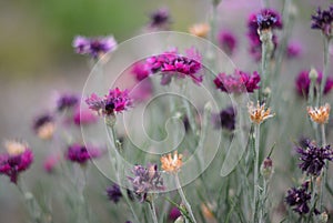 Beautiful cute flowers by the road photo