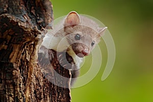 Beautiful cute forest animal. Beech marten, Martes foina, with clear green background. Small predator sitting on the tree trunk in photo