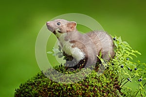 Beautiful cute forest animal. Beech marten, Martes foina, with clear green background. Small predator sitting on the tree trunk in