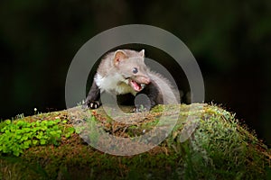 Beautiful cute forest animal. Beech marten, Martes foina, with clear green background. Small predator sitting on the tree trunk in photo