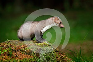 Beautiful cute forest animal. Beech marten, Martes foina, with clear green background. Small predator sitting on the tree trunk in