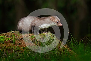 Beautiful cute forest animal. Beech marten, Martes foina, with clear green background. Small predator sitting on the tree trunk in photo