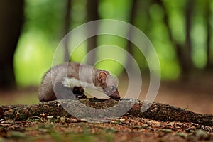 Beautiful cute forest animal. Beech marten, Martes foina, with clear green background. Small predator sitting on the tree trunk in