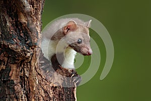 Beautiful cute forest animal. Beech marten, Martes foina, with clear green background. Stone marten, detail portrait. Small photo