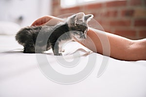 Beautiful and cute furry grey small kitty cat playing on the bed being pet by human on a sunny day