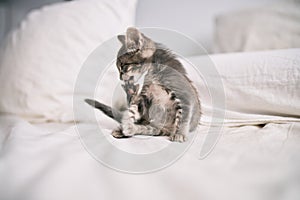 Beautiful and cute furry grey small kitty cat playing on the bed cleaning his paw with tongue on a sunny day