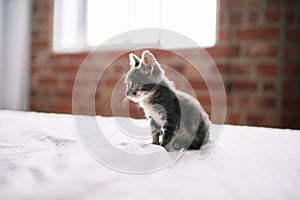 Beautiful and cute furry grey small kitty cat playing on the bed on a sunny day