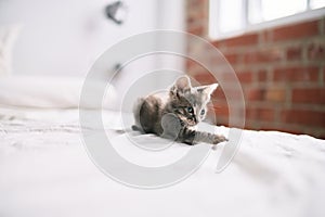 Beautiful and cute furry grey small kitty cat playing on the bed on a sunny day