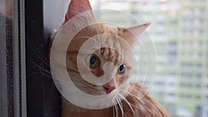 beautiful cute ginger cat in close-up sitting on the windowsill at a large window in the apartment. 4k resolution. Love