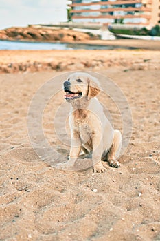 Beautiful and cute golden retriever puppy dog having fun at the beach sitting on the golden sand