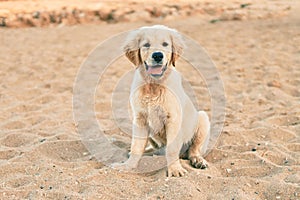 Beautiful and cute golden retriever puppy dog having fun at the beach sitting on the golden sand