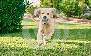 Beautiful and cute golden retriever puppy dog having fun at the park running on the green grass