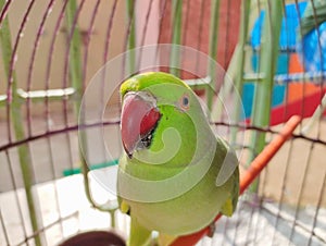 Beautiful cute green parrot loking on camera