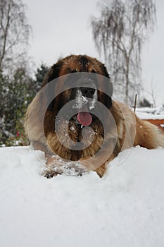 Leonberger dog laying down in the snow