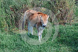 Beautiful cute little brown calf in green grass