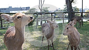 Beautiful cute little deer, Nara Park in japan, Nara attractions.