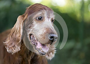 Beautiful cute old dog smiling