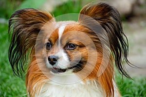 Beautiful cute papillon dog shows us the tongue, portrait, gullible look, butterfly-like ears, colors - brown, red, white