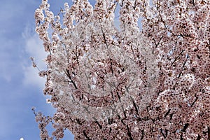 Beautiful and cute pink cherry blossoms, white and pink sakura flowers wallpaper blurred background, soft focus, flowering branch