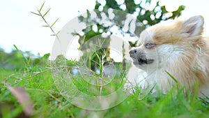 Beautiful cute Pomeranian  puppy lies in green grass on the bright sun.