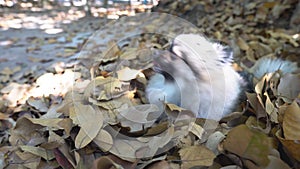 Beautiful cute Pomeranian  puppy sit in dry leaf on the sunshine day.