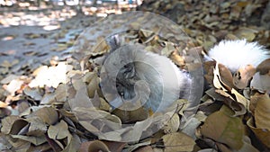 Beautiful cute Pomeranian  puppy sit in dry leaf on the sunshine day.