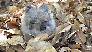 Beautiful cute Pomeranian  puppy sit in dry leaf on the sunshine day.