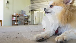 Beautiful cute Pomeranian  sleep on cement ground.