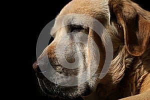 Cute Portrait of Old Labrador retriever dog on isolated black background, profile view