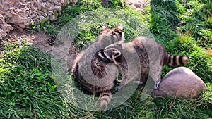 Beautiful cute raccoons are sitting on the green grass.