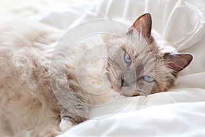 Beautiful cute Ragdoll cat with beautiful light blue eyes, looking directly at the camera