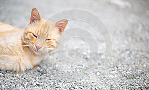 A beautiful, cute red cat is lying on the ground importantly, lazily and contentedly photo