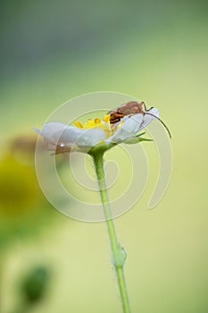 Beautiful cute red orange insect bug with huge antennae exploring and sucking yellow strawberry flower burgeon