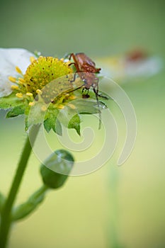 Beautiful cute red orange insect bug with huge antennae exploring and sucking yellow strawberry flower burgeon