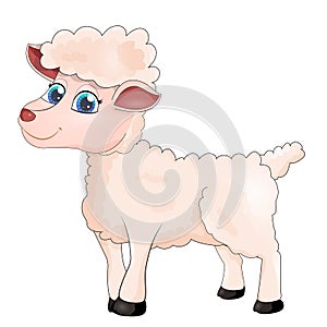 Beautiful cute sheep isolated on white background