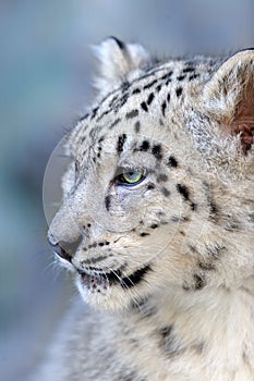 Beautiful cute snow leopard baby