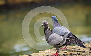 Beautiful cute street pigeon pair standing near a water stream in the background. Bright yellowish-orange eyes, close-up birds