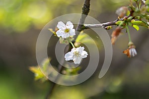 Beautiful and Cute white Cherry Blossoms. Wallpaper Background, Soft Focus