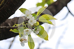 Beautiful and Cute white Cherry Blossoms. Wallpaper Background, Soft Focus