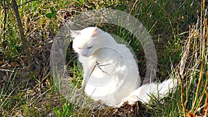 Beautiful cute white fluffy domestic cat angora sitting on green fresh grass in garden, backyard and licking its fur