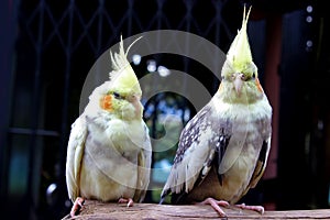 Beautiful and cute wo Yellow cockatiel bird