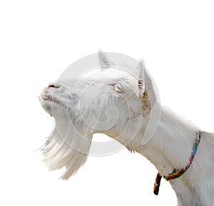 Beautiful, cute, young white goat isolated on white background. Farm animals. Funny goat try to kiss someone