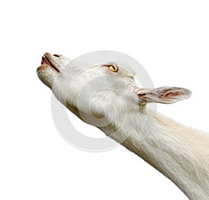 Beautiful, cute, young white goat isolated on white background.