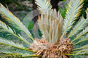 Beautiful Cycas Revoluta palm tree in a tropical botanical garden.