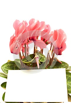 Beautiful cyclamen with empty greeting card