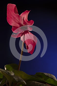 Beautiful cyclamen flower on a dark background