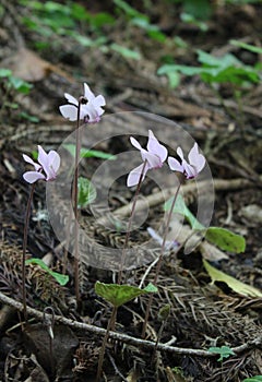 Beautiful cyclamens in a forest