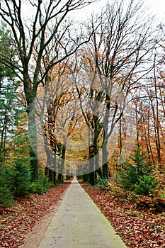 beautiful cycling route between autumn colors in Nunspeet on the Veluwe in the Netherlands