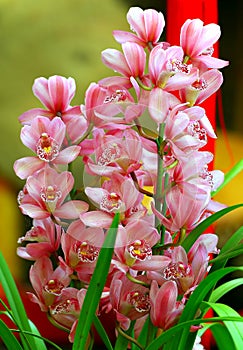 Beautiful cymbidium orchids